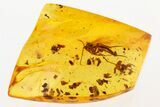 Detailed Fossil Fungus Gnat (Synapha?) In Baltic Amber #272636-1